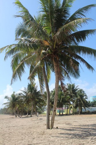 沙滩的椰树